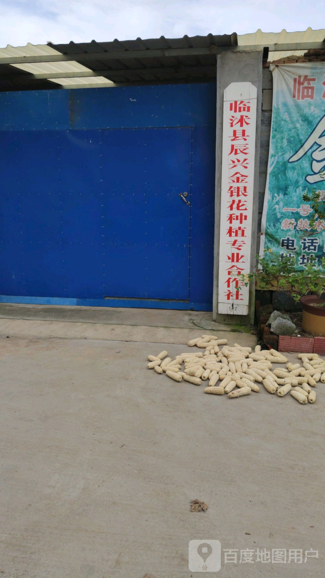 临沭县辰兴金银花种植专业合作社
