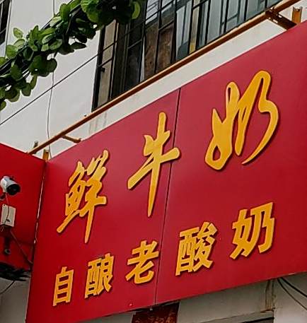 鲜牛奶教