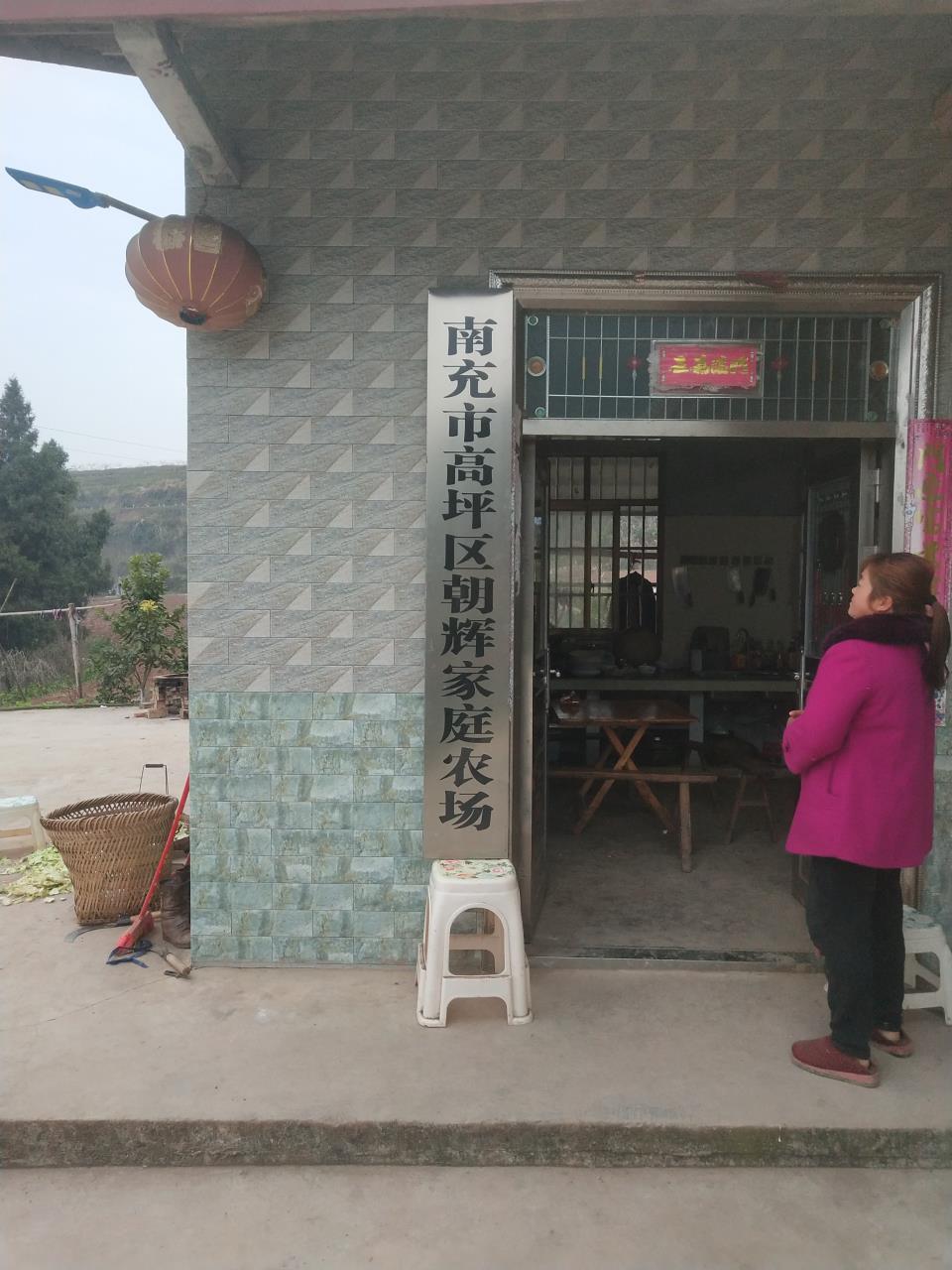 高坪朝辉樱桃李子水果采摘园