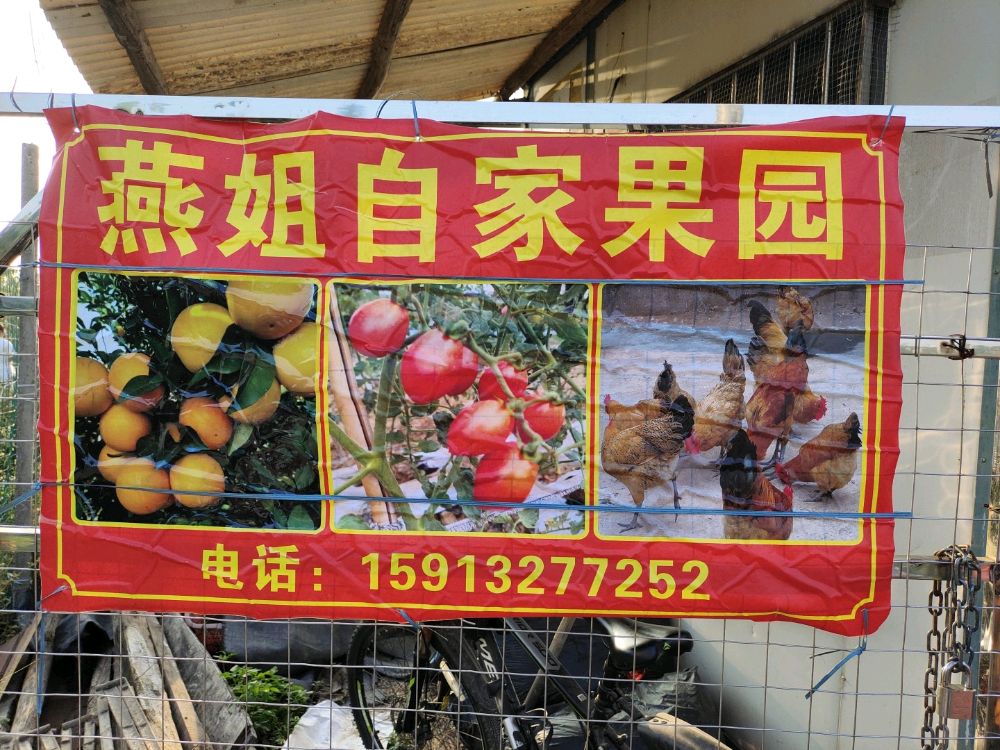 燕姐自家果园