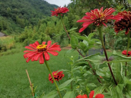 松竹溪谷房东俪厉特色民宿