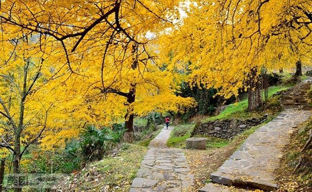 古银杏国家森林公园