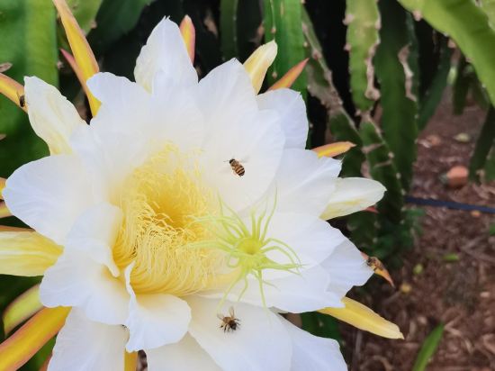 湛江硇洲岛祥龙渔家乐