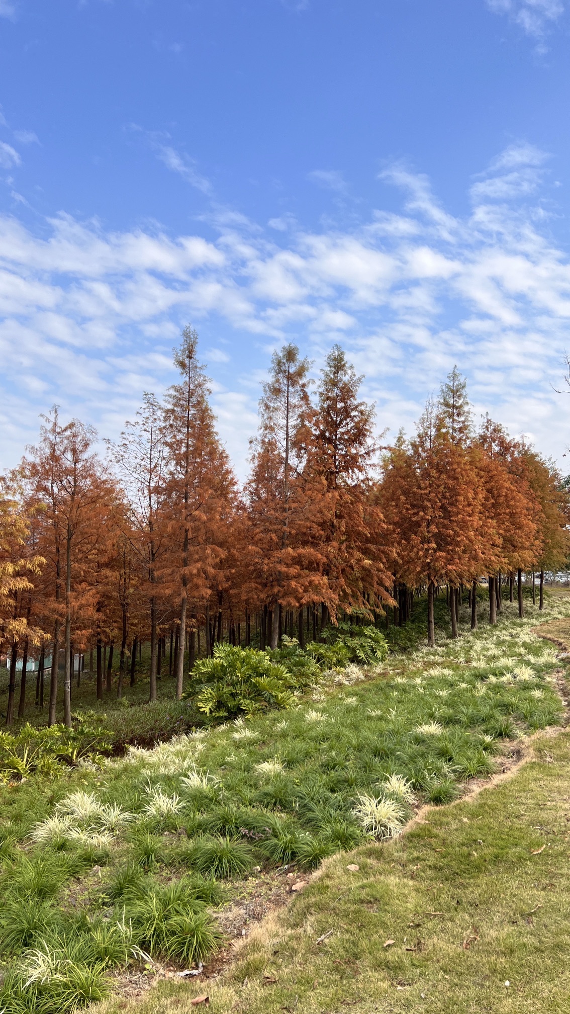南宁市灵龟山公园-花海